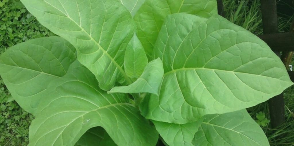 Immerse yourself in the allure of organic Latakia tobacco leaves
