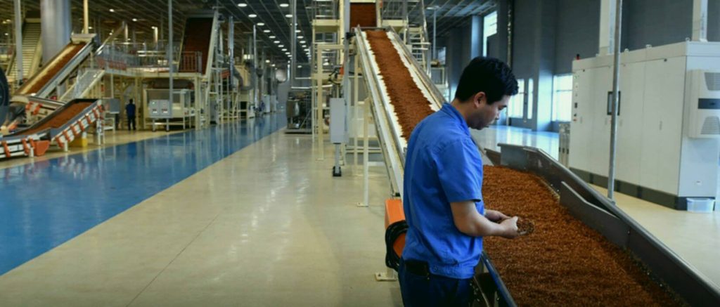 Witness the Conveyor Belt Symphony: Cut Rag Tobacco in the Factory