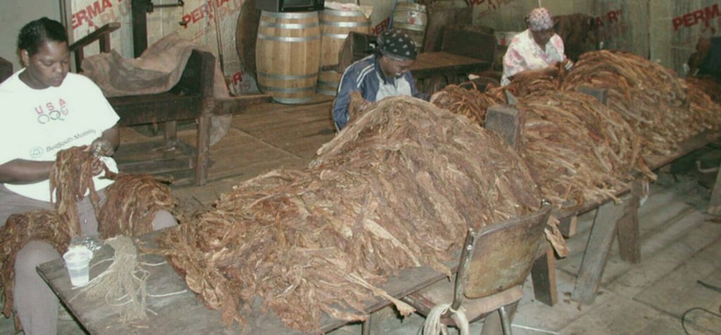 Witness a Group of Enthusiasts Exploring the Mysteries of a Perique Tobacco Farm